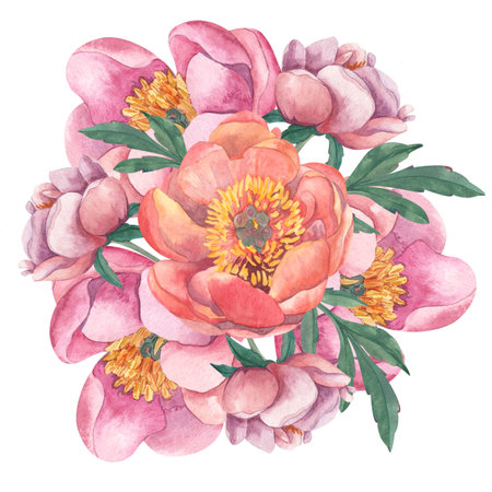 Watercolor illustration of composition of three pink peony flowers, roses, with green leaves. Drawn in watercolor on white background. Isolated from background. Suitable for wedding invitations, cards, business cards, bannersの写真素材