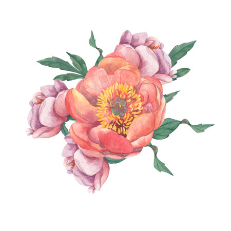 Watercolor illustration of composition of three pink peony flowers, roses, with green leaves. Drawn in watercolor on white background. Isolated from background. Suitable for wedding invitations, cards, business cards, bannersの写真素材