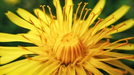 dandelionの写真素材