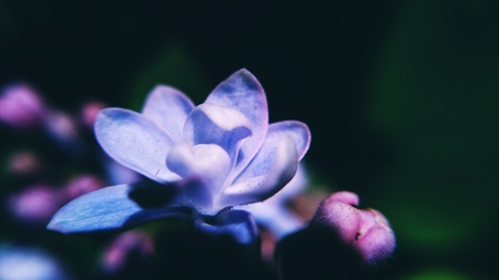 lilacの写真素材