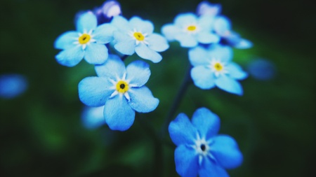 forget-me-の写真素材