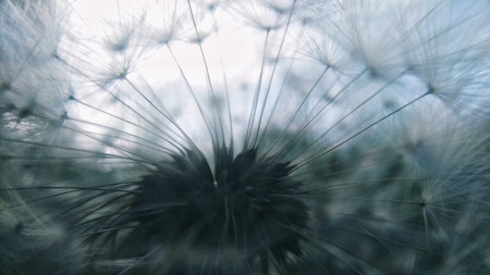 Dandelionの写真素材