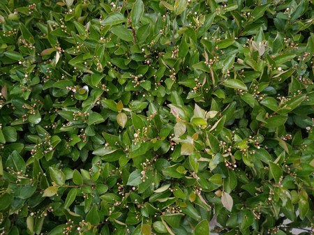 green leaf patternの写真素材