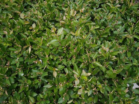 green leaf patternの写真素材