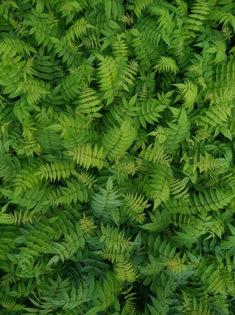 green leaf patternの写真素材