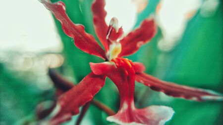 blooming orchid flowerの写真素材