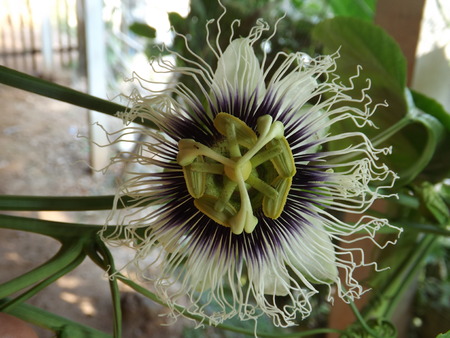 wild flowersの写真素材