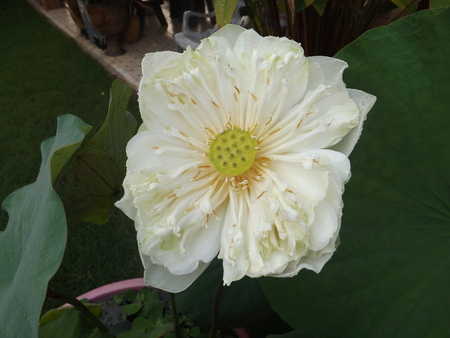 lotusの写真素材