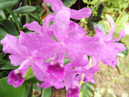 orchidの写真素材