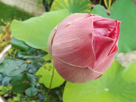 lotusの写真素材