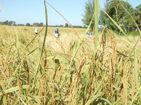 rice thai farmer harvestの写真素材
