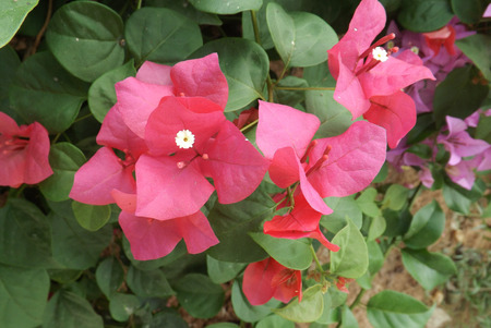 Bougainvillea flower from Thailandの写真素材