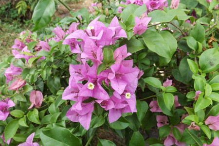 bougainvillea paper flowerの写真素材