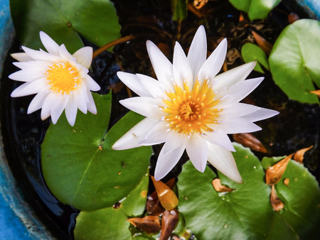 Lotus on sinkの写真素材