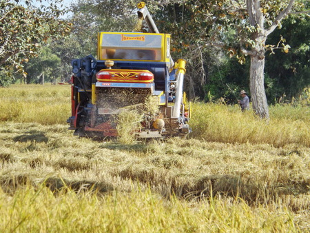 Harvester machine to harvest rice thai  working. Combine harvester agriculture ripe rice thai.のeditorial素材