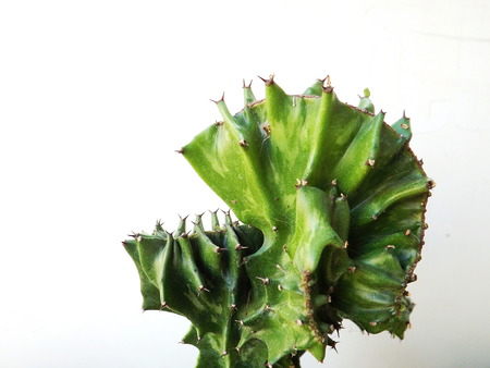 Cactus on white backgroundの写真素材