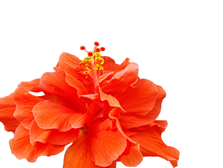 Closeup hibiscus pollen on white backgroundの写真素材