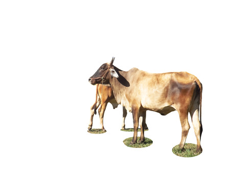 Cow and calf with a white background.の写真素材