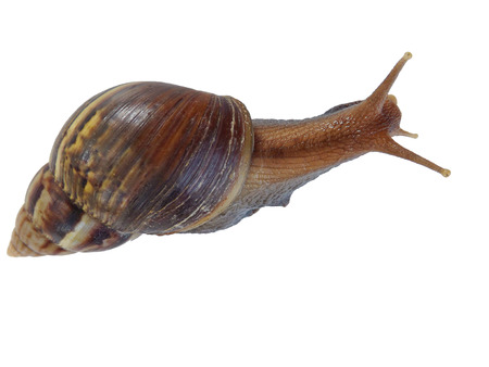 snail isolated on white backgroundの写真素材