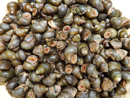 Top view river snailの写真素材