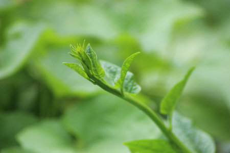 Closeup short of green Malabar spinach in garden with blurry backgroundの写真素材