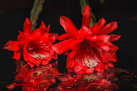 cactus blooming red with the reflection and the drops of moistureの写真素材