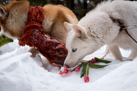 Huskies with flower in the forestの写真素材