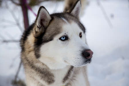 Close up beautiful dog huskieの写真素材