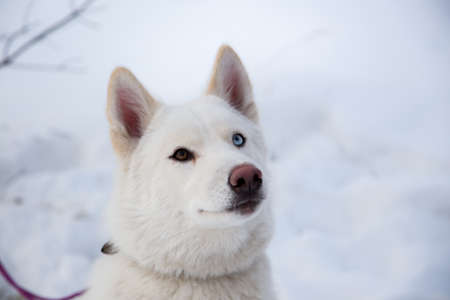 Close up beautiful dog huskieの写真素材