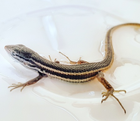 Lizard