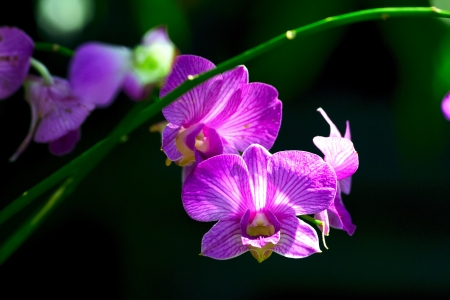 Orchidの写真素材