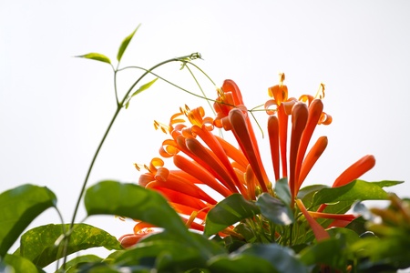 flowerの写真素材