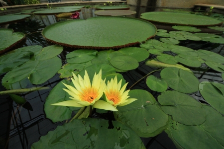 Yellow water lily in a pondの写真素材