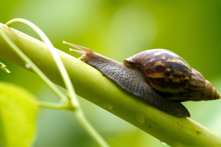 snailの写真素材