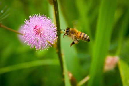  green,bees,flora