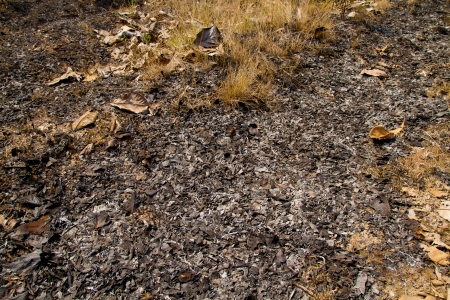 Slash and burn cultivation in the country of Thailandの写真素材