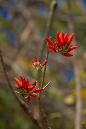 flowerの写真素材