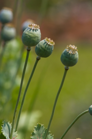 capsules of poppy papaver somniferumの写真素材