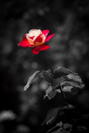 red rose on back and whiteの写真素材