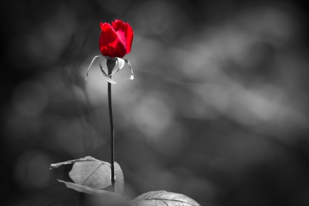 red rose on back and whiteの写真素材