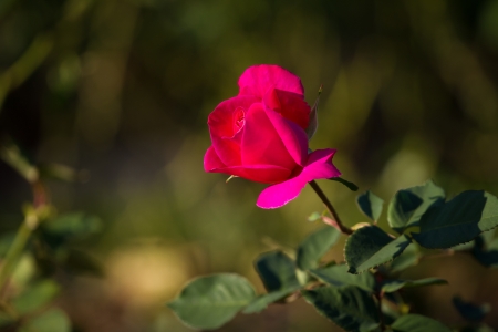 red rose in the gardenの写真素材