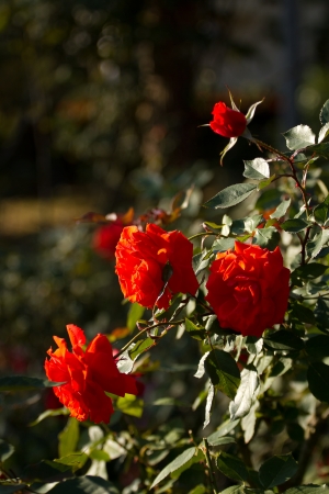 red rose in the gardenの写真素材