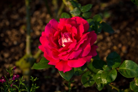 red rose in the gardenの写真素材