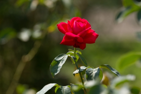 red rose in the gardenの写真素材