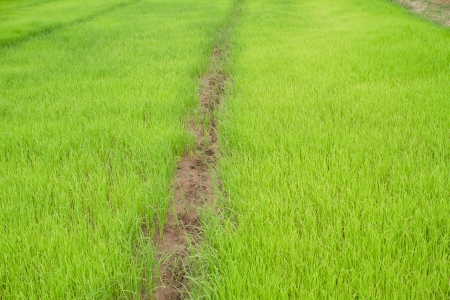 Paddy Rice Fieldsの写真素材