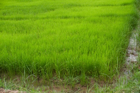 Paddy Rice Fieldsの写真素材