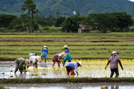 Thai peasant agricultureの写真素材