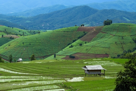 Terraced Rice Field in Chiangmai, Thailand の写真素材
