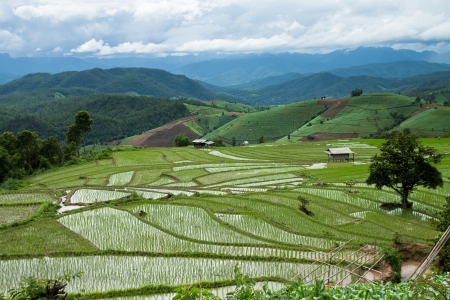 Terraced Rice Field in Chiangmai, Thailand の写真素材