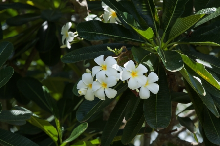 white and yellow frangipani flowers with leaves in backgroundの写真素材